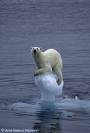 Polar Bear, Melting Ice Cap, Global Warming, Freemasons, Freemason, Freemasonry